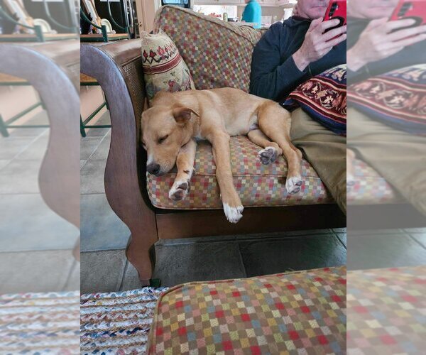 Medium Photo #4 Labrador Retriever-Unknown Mix Puppy For Sale in Tampa, FL, USA