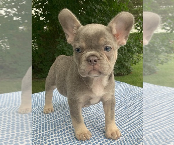 Medium Photo #15 French Bulldog Puppy For Sale in BREMEN, IN, USA