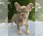 Puppy Adele French Bulldog