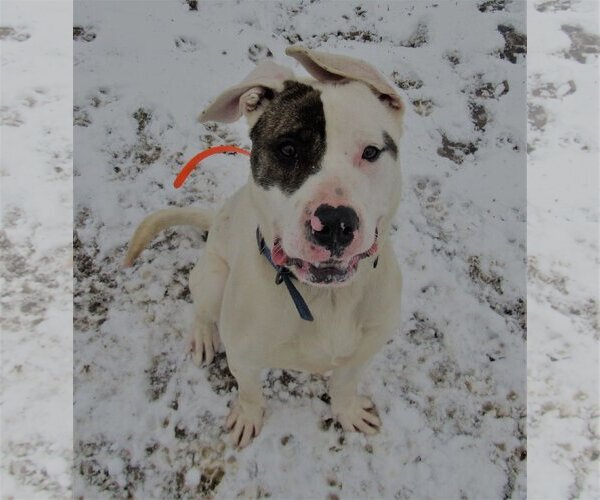 Medium Photo #22 American Pit Bull Terrier-Huskies  Mix Puppy For Sale in Lewistown, PA, USA