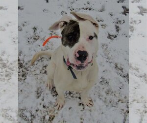 Rex - Male American Pit Bull Terrier-Siberian Husky Mix Dog for Adoption - Photo #22