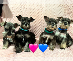 Schnauzer (Miniature) Litter for sale in JEFFERSON, OR, USA