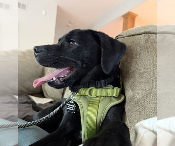 Medium Photo #5 Mutt Puppy For Sale in Mundelein, IL, USA