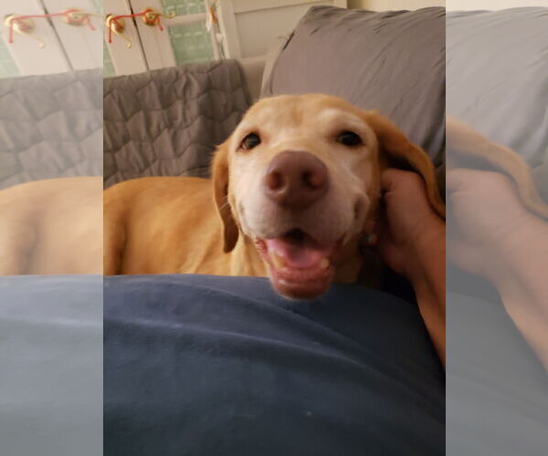 Medium Photo #4 Mutt Puppy For Sale in Royal Palm Beach, FL, USA