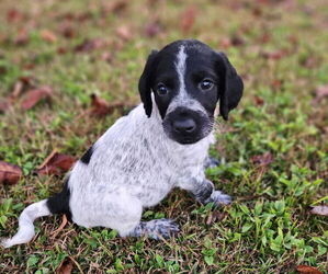 German Shorthaired Pointer-Goldendoodle Mix Puppy for sale in WILLACOOCHEE, GA, USA
