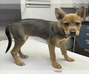 Medium German Shepherd Dog Mix