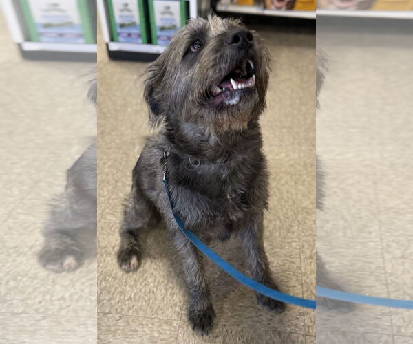 Medium Photo #6 Poodle (Standard)-Unknown Mix Puppy For Sale in Rustburg, VA, USA