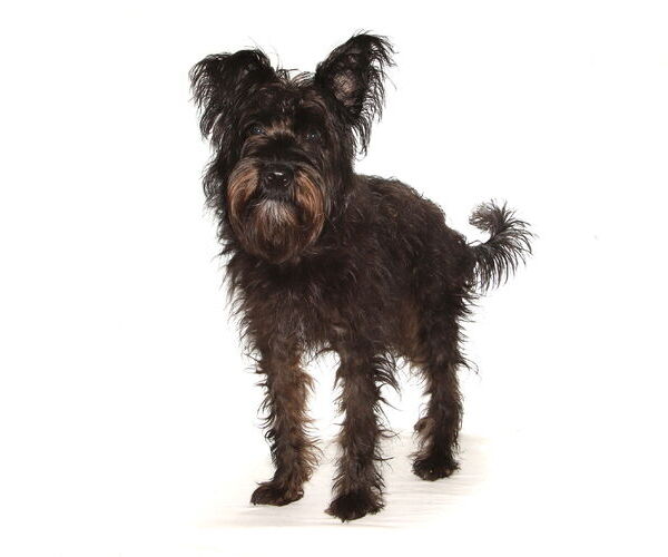 Medium Photo #2 Mutt Puppy For Sale in Oakland Park, FL, USA