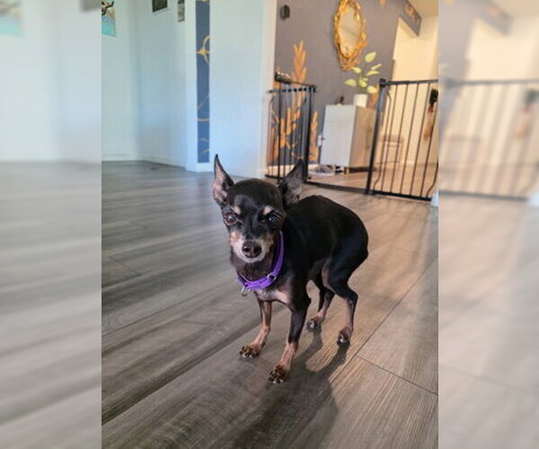 Medium Photo #3 Mutt Puppy For Sale in Pleasanton, CA, USA