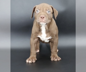 American Bully Puppy for sale in CHAMPAIGN, IL, USA