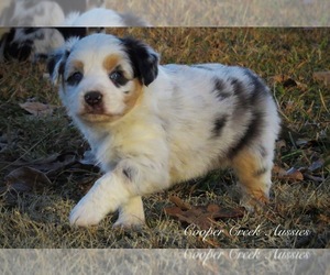 Miniature Australian Shepherd Puppy for sale in SMITHVILLE, AR, USA