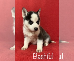 Siberian Husky Puppy for sale in DEARBORN, MO, USA
