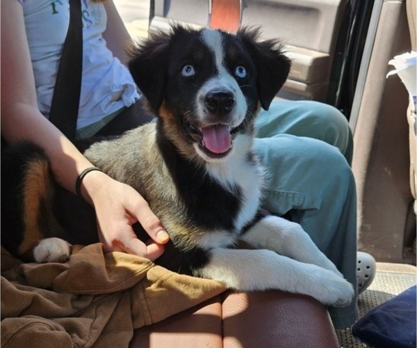 Medium Photo #1 Miniature Australian Shepherd Puppy For Sale in MILTON, WI, USA