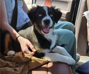 Miniature Australian Shepherd Puppy for sale in MILTON, WI, USA