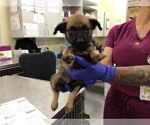 Mutt Dogs for adoption in Sebec, ME, USA