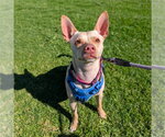 MR MANGO - Male Chihuahua Dog for Adoption - Small photo