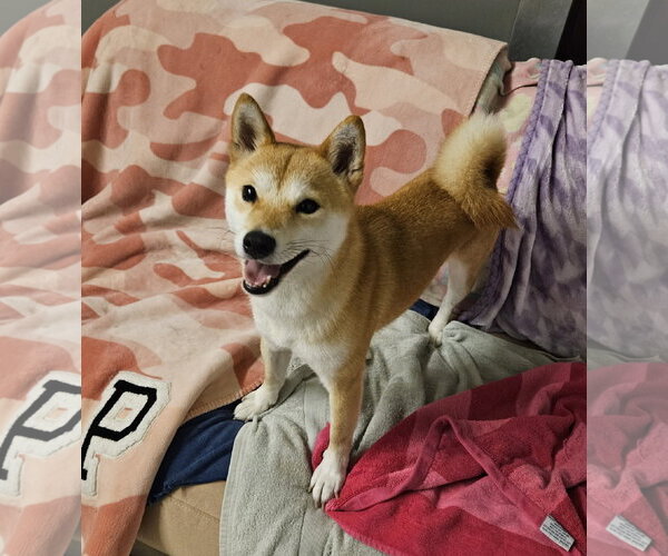 Medium Photo #1 Shiba Inu Puppy For Sale in Agoura Hills, CA, USA