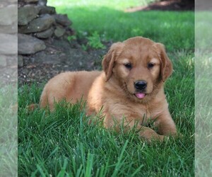 Medium Golden Retriever