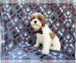 Small #4 Cavapoo (Miniature)