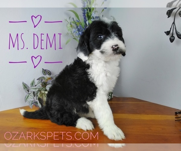 Medium Photo #4 Sheepadoodle Puppy For Sale in SEYMOUR, MO, USA