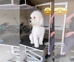 Small Photo #1 Goldendoodle Puppy For Sale in ROANOKE, TX, USA