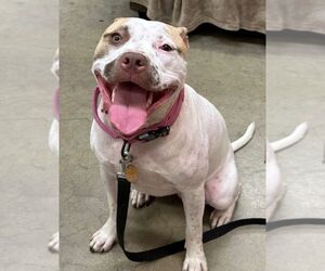 Sandy NJ - Female American Staffordshire Terrier-Unknown Mix Dog for Adoption - Photo #21