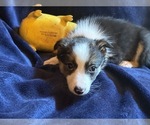 Small #6 Border Collie