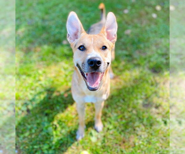 Medium Photo #3 Mutt Puppy For Sale in Boonton, NJ, USA
