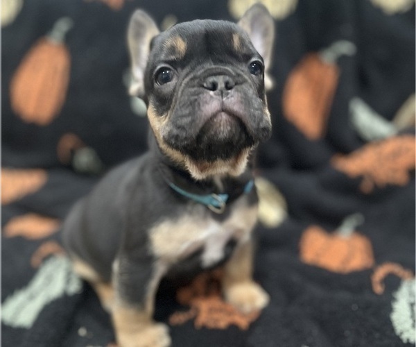Medium Photo #1 French Bulldog Puppy For Sale in UPPER MARLBORO, MD, USA
