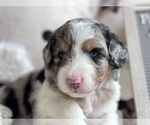 Puppy Benny Aussiedoodle