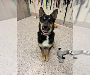 Medium German Shepherd Dog Mix