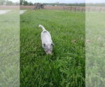 Small #6 Australian Cattle Dog