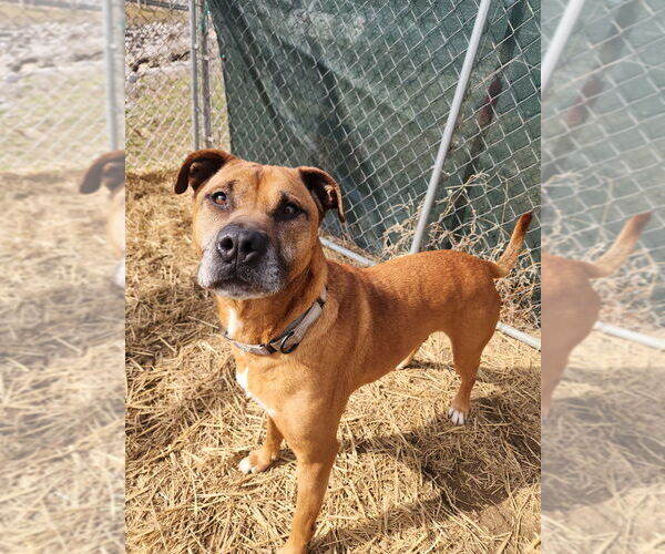 Medium Photo #2 Boxer-Unknown Mix Puppy For Sale in Evansville, IN, USA