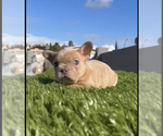 Small #12 French Bulldog