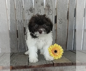 Miniature American Shepherd-Poodle (Miniature) Mix Puppy for sale in FREDERICKSBURG, OH, USA