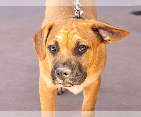 Medium Photo #3 French Bulldog-Unknown Mix Puppy For Sale in Lake Forest, CA, USA