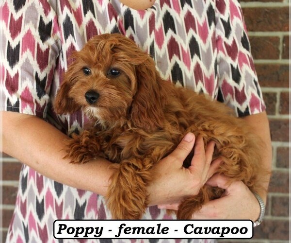 Medium Photo #3 Cavapoo Puppy For Sale in CLARKRANGE, TN, USA