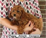 Small #2 Cavapoo