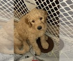 Small Photo #2 Goldendoodle Puppy For Sale in ROSEBURG, OR, USA
