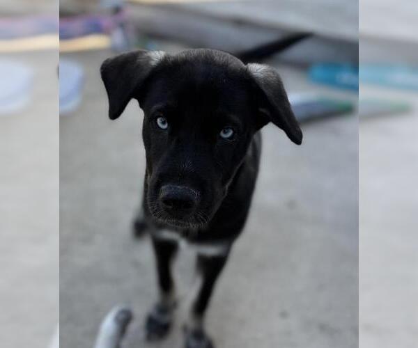 Medium Photo #1 American Staffordshire Terrier-Huskies  Mix Puppy For Sale in San Antonio, TX, USA