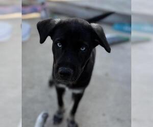 American Staffordshire Terrier-Huskies Mix Dogs for adoption in San Antonio, TX, USA
