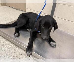 Labrador Retriever-Unknown Mix Dogs for adoption in Conroe, TX, USA