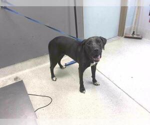 Labrador Retriever-Unknown Mix Dogs for adoption in Tallahassee, FL, USA