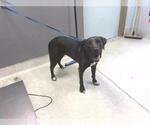 Small Labrador Retriever Mix