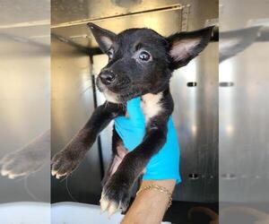 Mutt Dogs for adoption in San Antonio, TX, USA