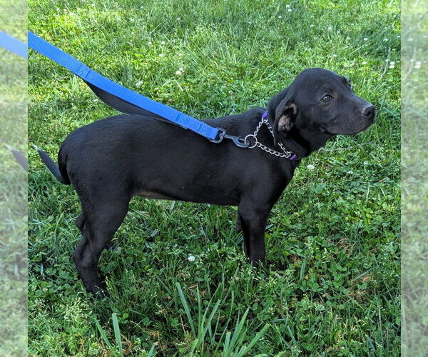 Medium Photo #2 Labrador Retriever-Unknown Mix Puppy For Sale in Milner, GA, USA
