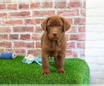 Small #4 Labrador Retriever