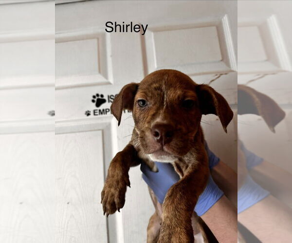 Medium Photo #1 Mutt Puppy For Sale in Evansville, IN, USA