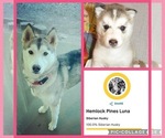 Small Photo #1 Pomsky Puppy For Sale in VENUS, PA, USA