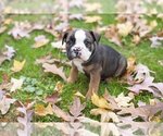 Small Photo #1 English Bulldog-Olde English Bulldogge Mix Puppy For Sale in WOOSTER, OH, USA